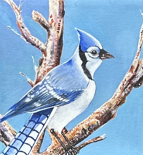 Blue Jay | 10x10